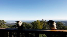 Dandenong birds