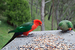 Dandenong birds