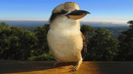 Dandenong birds