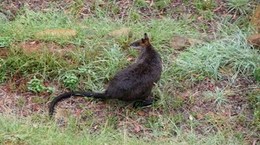 Kangaroo from Dandenong Bonzaview B&B